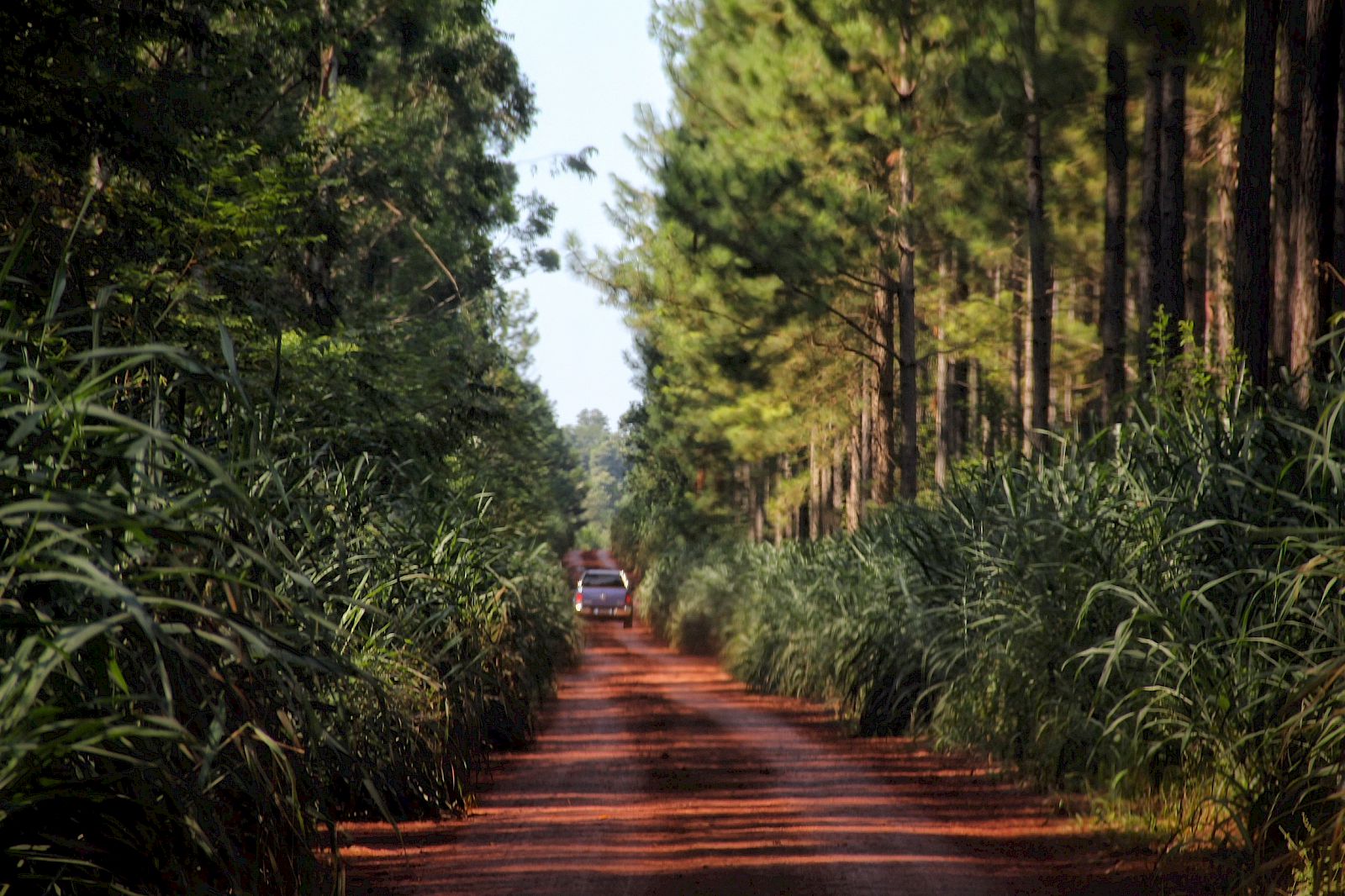 El Tony Mate – Pindo Farm Argentinien
