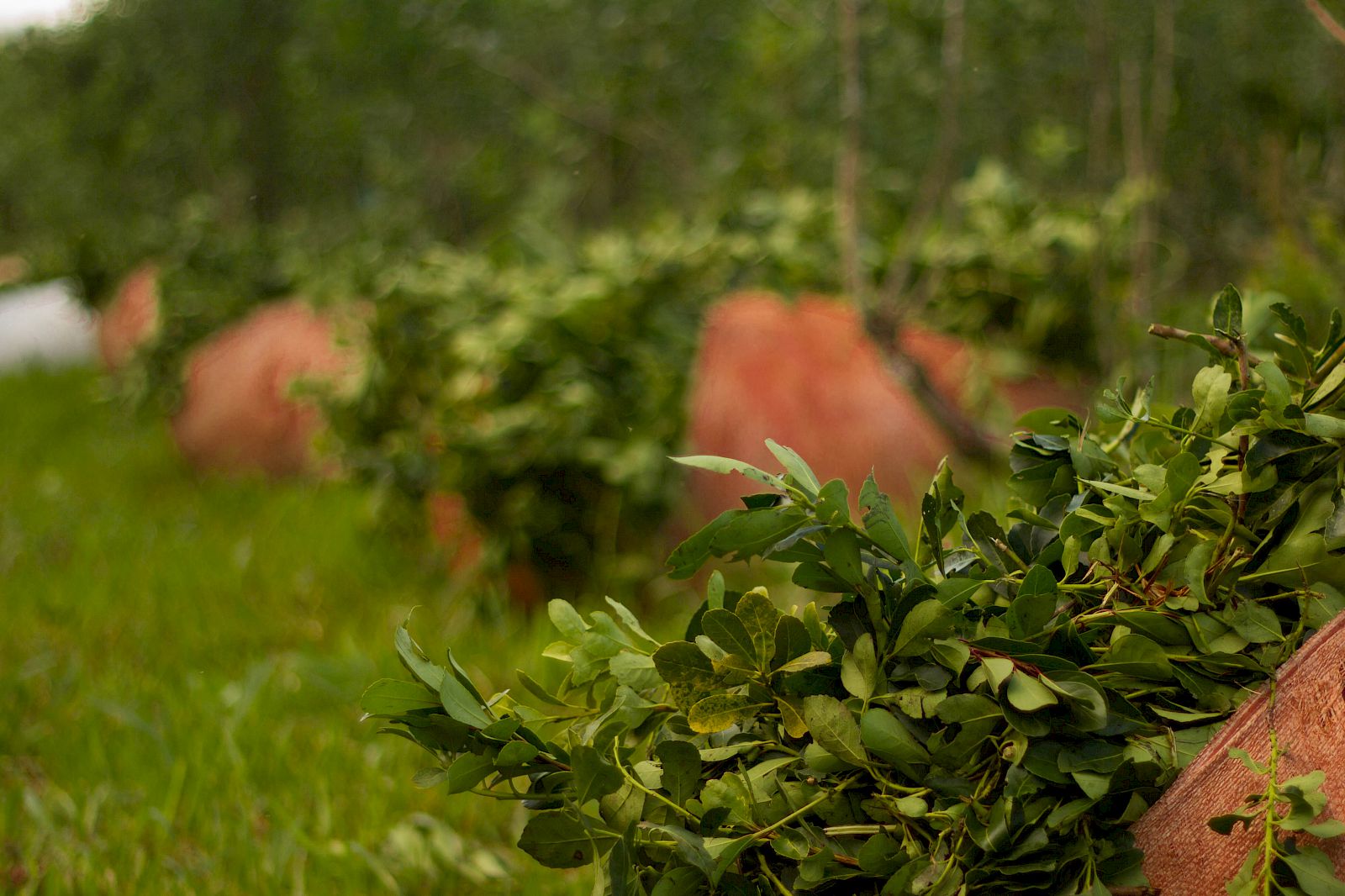 El Tony Mate – Pindo Farm Argentinien