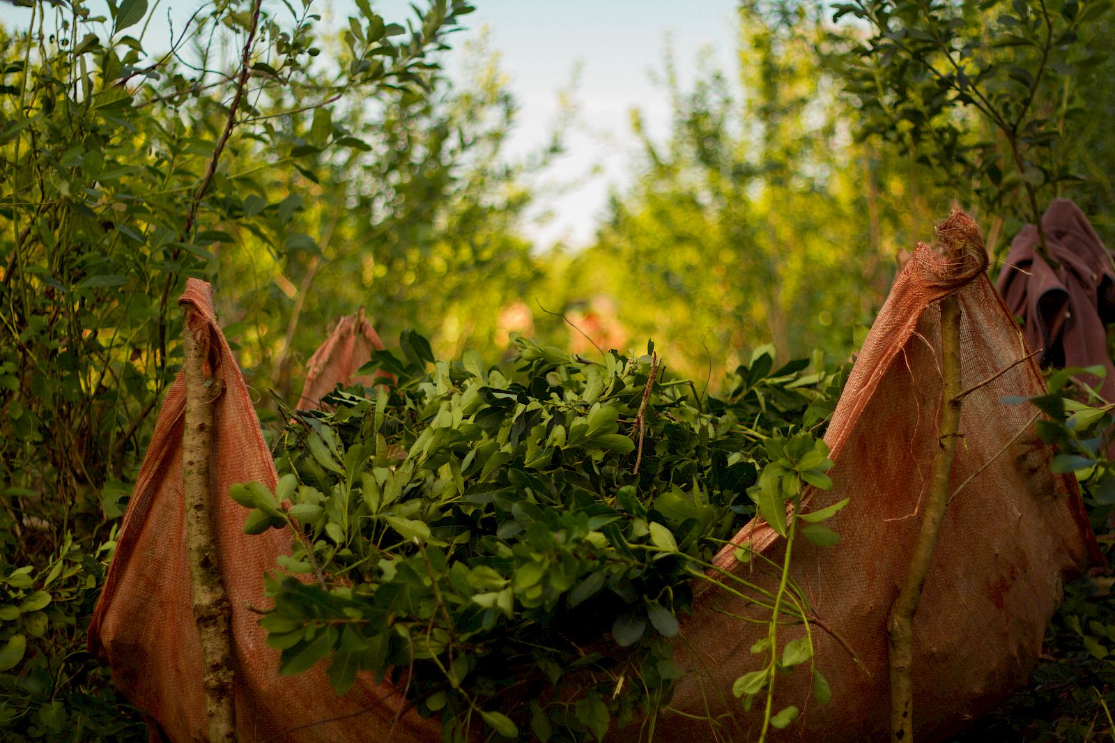 El Tony Mate – Pindo Farm Argentinien