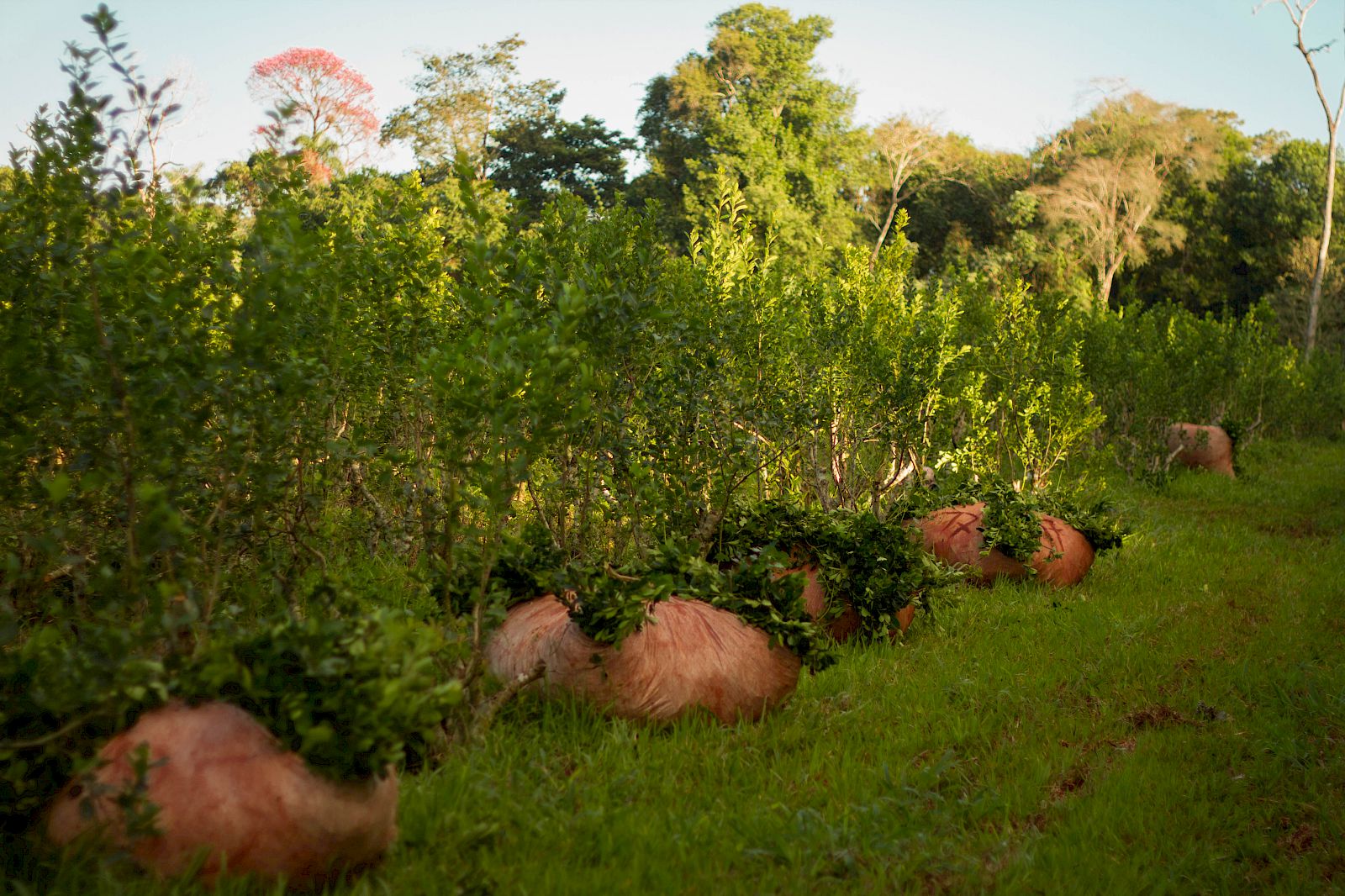 El Tony Mate – Pindo Farm Argentinien